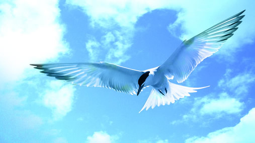 ����d�ʯ���O�����޹�˾